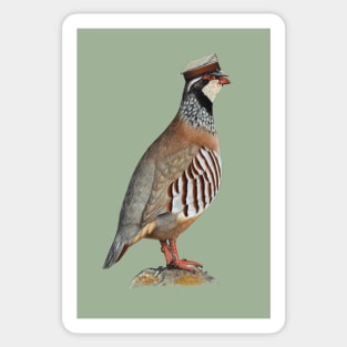 Red-legged partridge Sticker